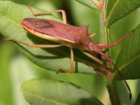 HETEROPTERA: CHIAVI DICOTOMICHE